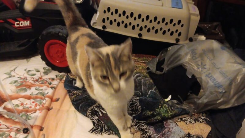 People Assisting Animals In Need - Batesville, IN