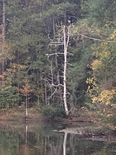 Bay Springs RV Park - Bay Springs, MS