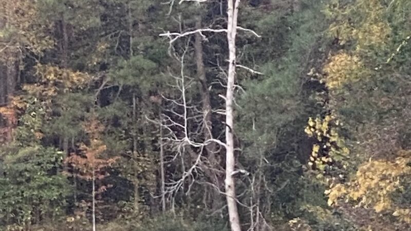 Bay Springs RV Park - Bay Springs, MS