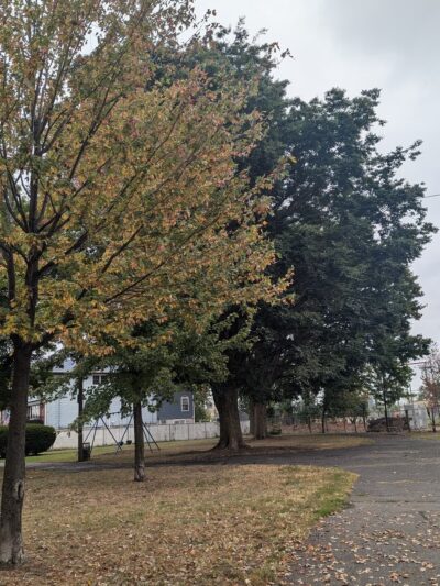 Terry Collins Park - Bayonne, NJ