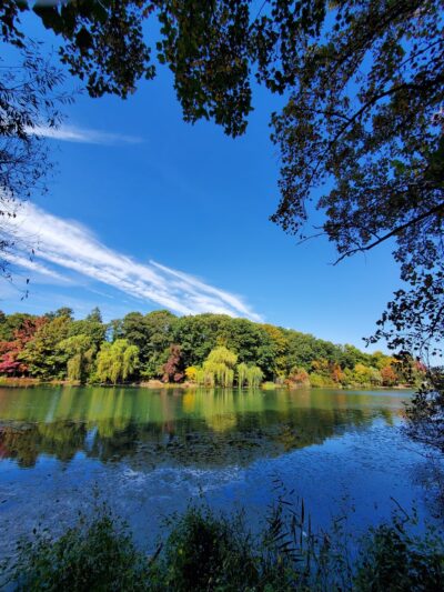 Oakland Lake Wildflower Meadow - Bayside, NY