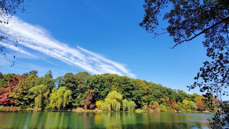 Oakland Lake Wildflower Meadow - Bayside, NY