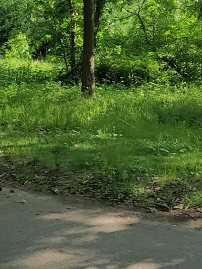 Oakland Lake Wildflower Meadow - Bayside, NY