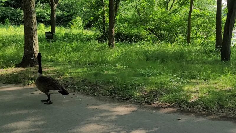 Oakland Lake Wildflower Meadow - Bayside, NY