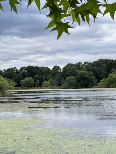 Oakland Lake Wildflower Meadow - Bayside, NY