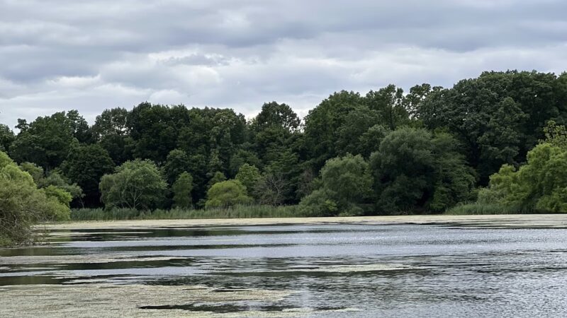 Oakland Lake Wildflower Meadow - Bayside, NY