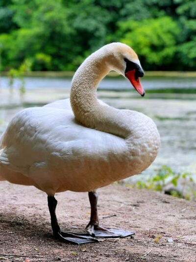 Oakland Lake Wildflower Meadow - Bayside, NY