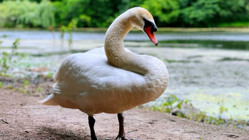 Oakland Lake Wildflower Meadow - Bayside, NY