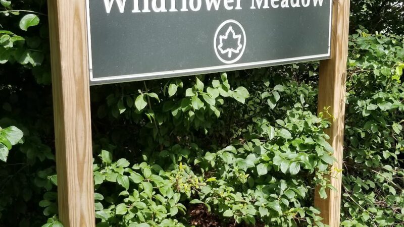 Oakland Lake Wildflower Meadow - Bayside, NY