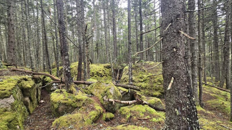 Beals Town Park - Beals, ME