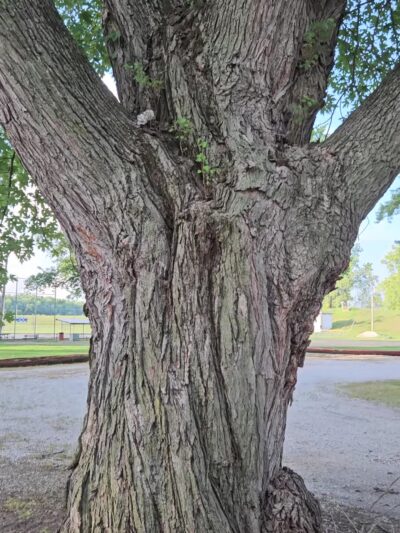 Schmoldt Memorial Park - Beardstown, IL