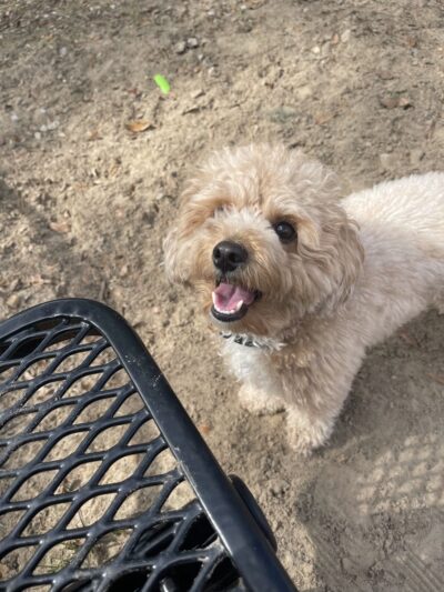 Laurel bay dog park - Beaufort, SC