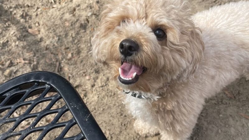 Laurel bay dog park - Beaufort, SC