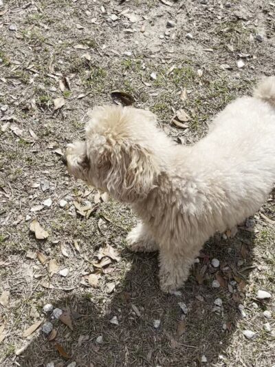 Laurel bay dog park - Beaufort, SC