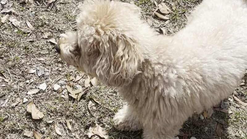 Laurel bay dog park - Beaufort, SC