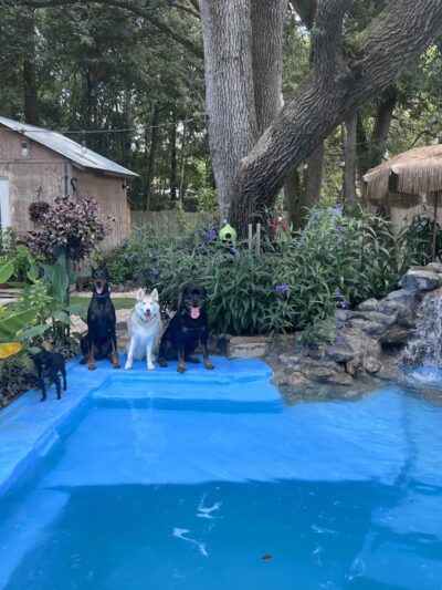 Wet -N -Wags private dog park - Beaufort, SC