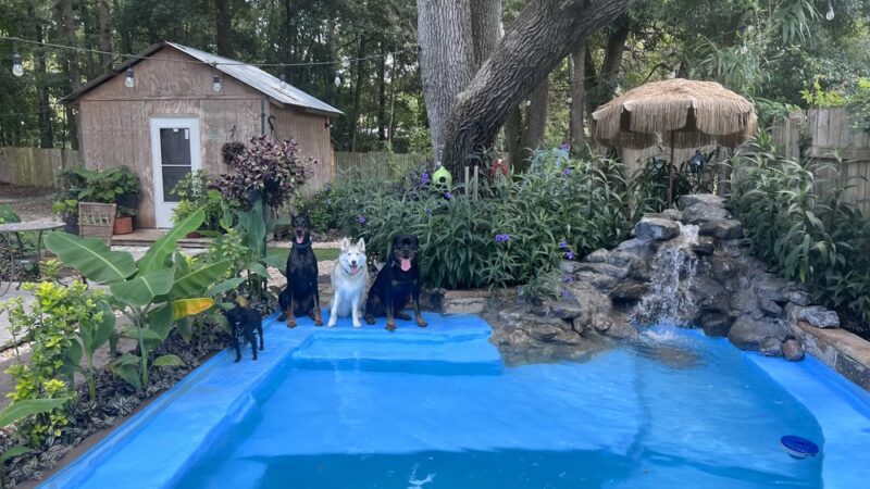 Wet -N -Wags private dog park - Beaufort, SC