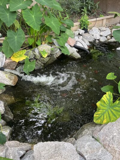 Wet -N -Wags private dog park - Beaufort, SC