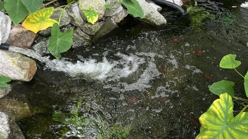 Wet -N -Wags private dog park - Beaufort, SC