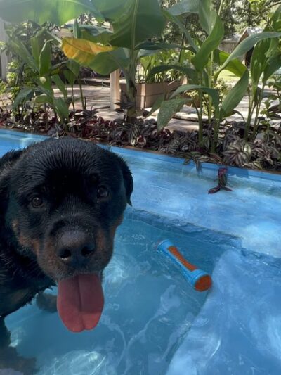 Wet -N -Wags private dog park - Beaufort, SC