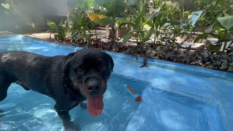 Wet -N -Wags private dog park - Beaufort, SC