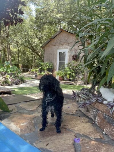 Wet -N -Wags private dog park - Beaufort, SC