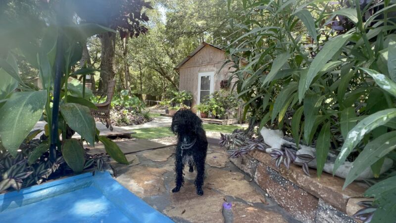 Wet -N -Wags private dog park - Beaufort, SC