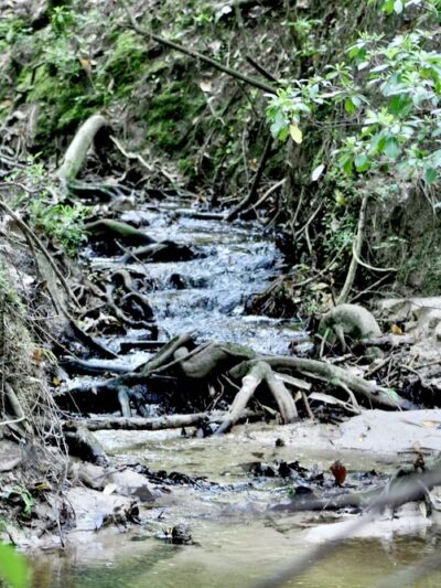 Town of Beaumont Nature Trail - Beaumont, MS