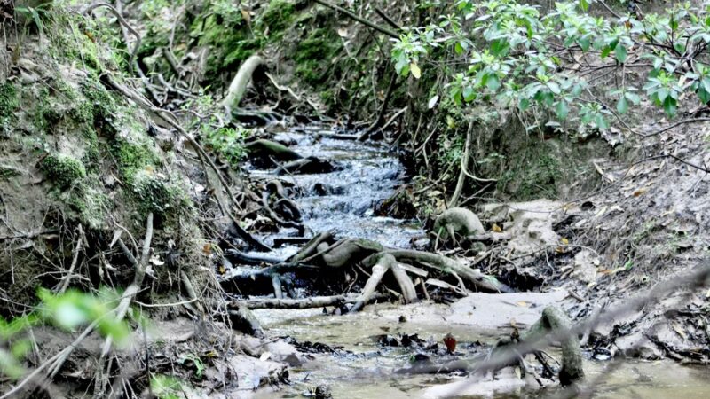 Town of Beaumont Nature Trail - Beaumont, MS