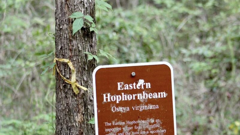 Town of Beaumont Nature Trail - Beaumont, MS