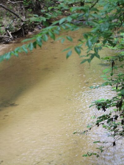 Town of Beaumont Nature Trail - Beaumont, MS