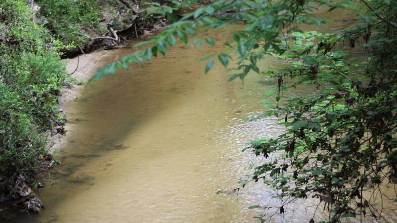 Town of Beaumont Nature Trail - Beaumont, MS