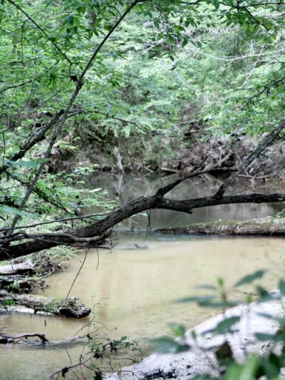 Town of Beaumont Nature Trail - Beaumont, MS