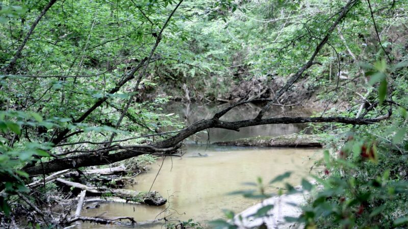Town of Beaumont Nature Trail - Beaumont, MS