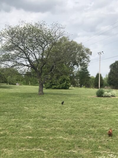 Cromwell Park and Recreation - Beaver Dam, KY