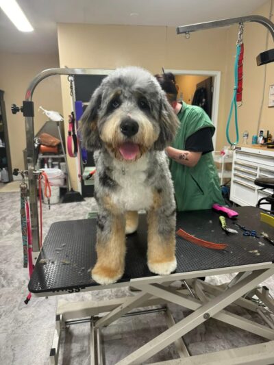 The Paw Pad LLC (formerly the dog house) - Beaver, WV