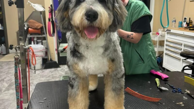 The Paw Pad LLC (formerly the dog house) - Beaver, WV