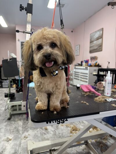 The Paw Pad LLC (formerly the dog house) - Beaver, WV