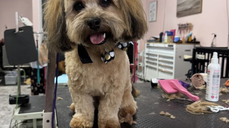The Paw Pad LLC (formerly the dog house) - Beaver, WV