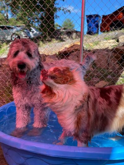 The Paw Pad LLC (formerly the dog house) - Beaver, WV