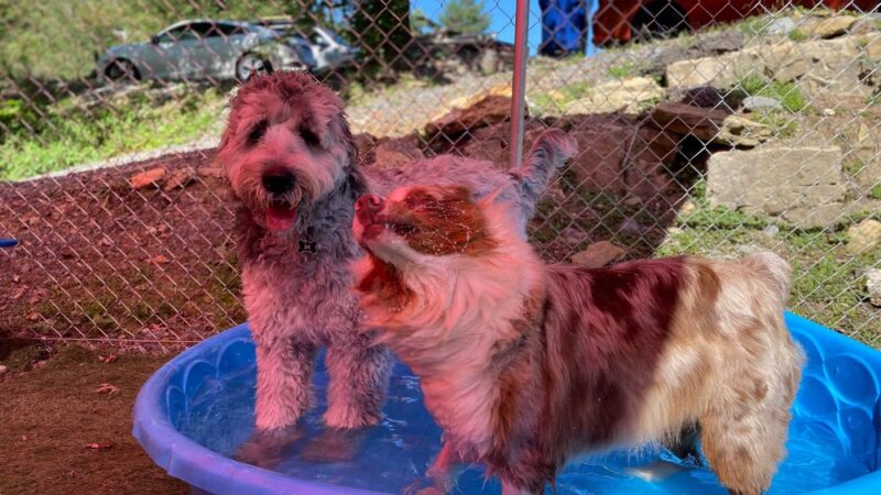 The Paw Pad LLC (formerly the dog house) - Beaver, WV