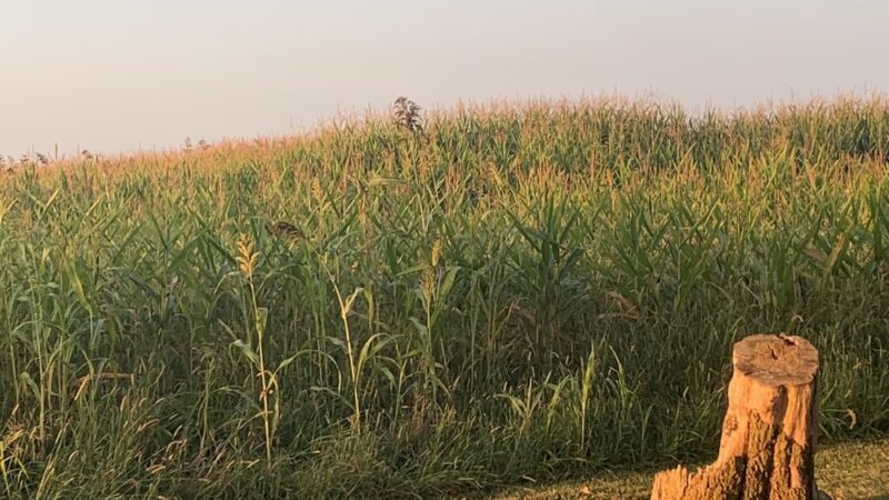 BCDC Park - Beckemeyer, IL