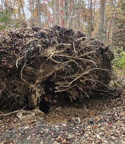 Gray Flats Trail System - Beckley, WV