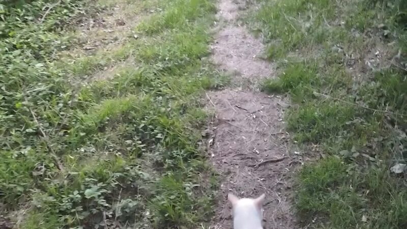 Gray Flats Trail System - Beckley, WV