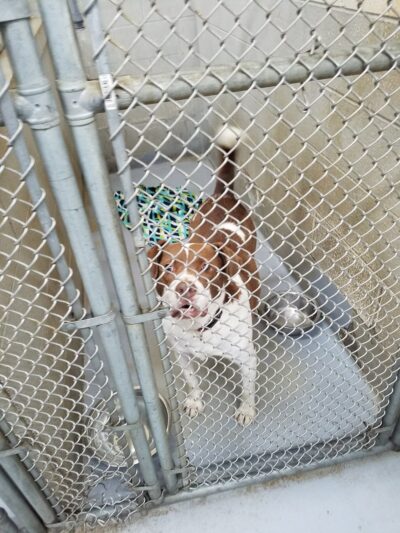Humane Society of Raleigh County - Beckley, WV