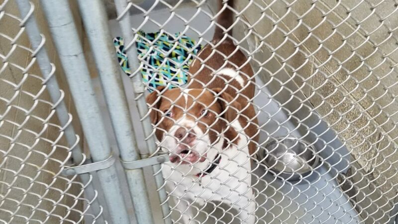 Humane Society of Raleigh County - Beckley, WV