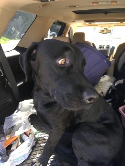 Humane Society of Raleigh County - Beckley, WV