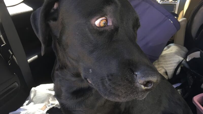 Humane Society of Raleigh County - Beckley, WV