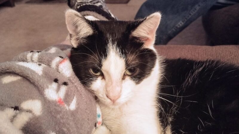Humane Society of Raleigh County - Beckley, WV