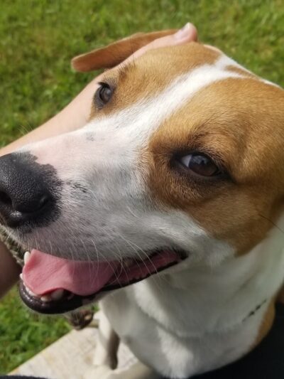 Humane Society of Raleigh County - Beckley, WV